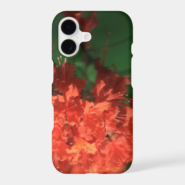 Orange Rhododendron (Back)