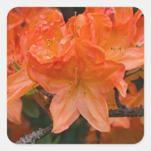 Orange Rhododendron Flower Stickers