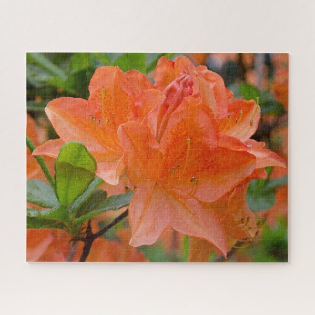 Orange Rhododendron Jigsaw Puzzle (Horizontal)