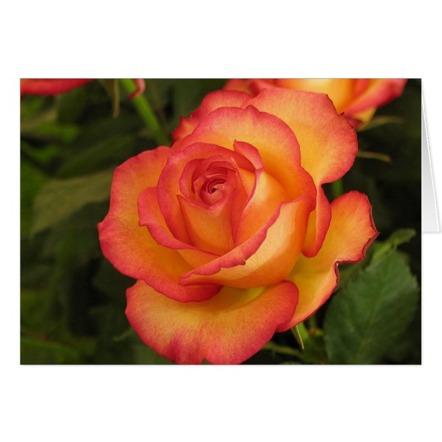 Orange Rose (Front Horizontal)