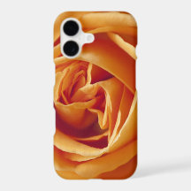 Orange Rose