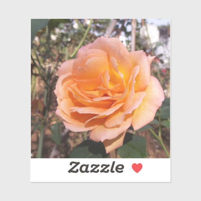 Orange Rose  (Sheet)