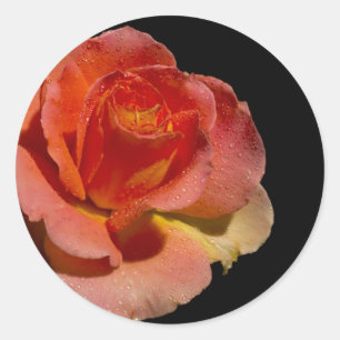 Orange Rose 2 Classic Round Sticker