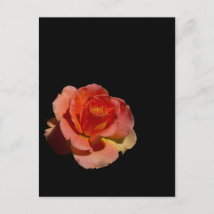Orange Rose 2 Postcard