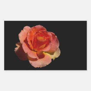 Orange Rose 2 Rectangular Sticker