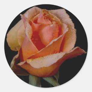 Orange Rose 3 Classic Round Sticker