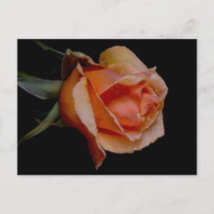 Orange Rose 3 Postcard