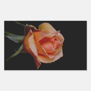 Orange Rose 3 Rectangular Sticker