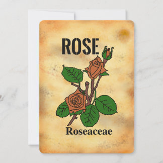 Orange rose aged paper style line art Flat Card