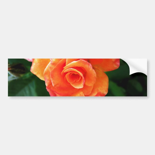 Orange rose  bumper sticker (Front)