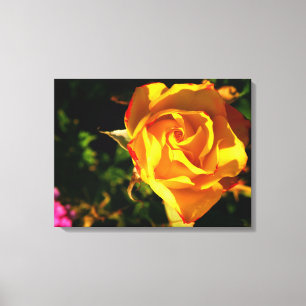 Orange Rose Canvas Print
