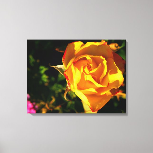 Orange Rose Canvas Print (Front)