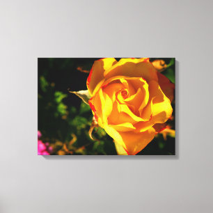 Orange Rose Canvas Print