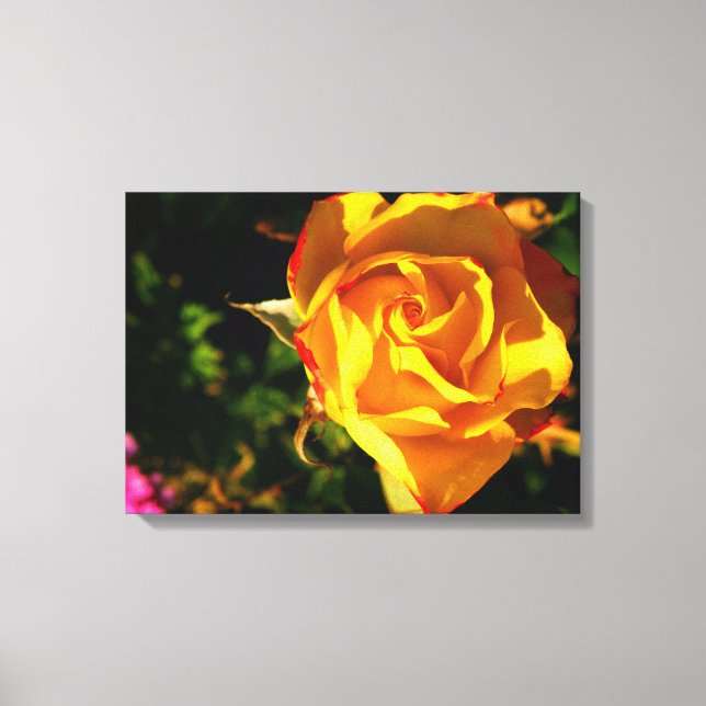Orange Rose Canvas Print (Front)