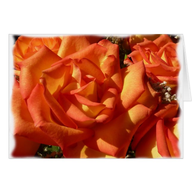 Orange Rose Card (Front Horizontal)