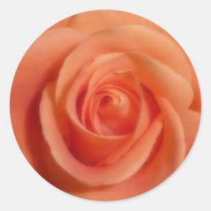 Orange Rose Classic Round Sticker