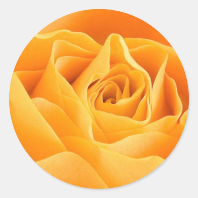 Orange Rose Classic Round Sticker (Front)