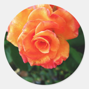 Orange rose classic round sticker