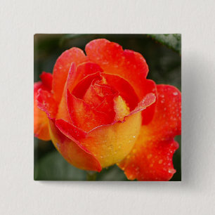 Orange Rose Floral 15 Cm Square Badge