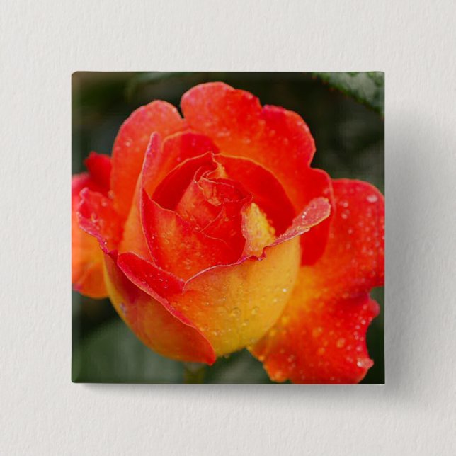 Orange Rose Floral 15 Cm Square Badge (Front)