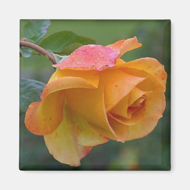 Orange Rose Floral 2 Magnet (Front)