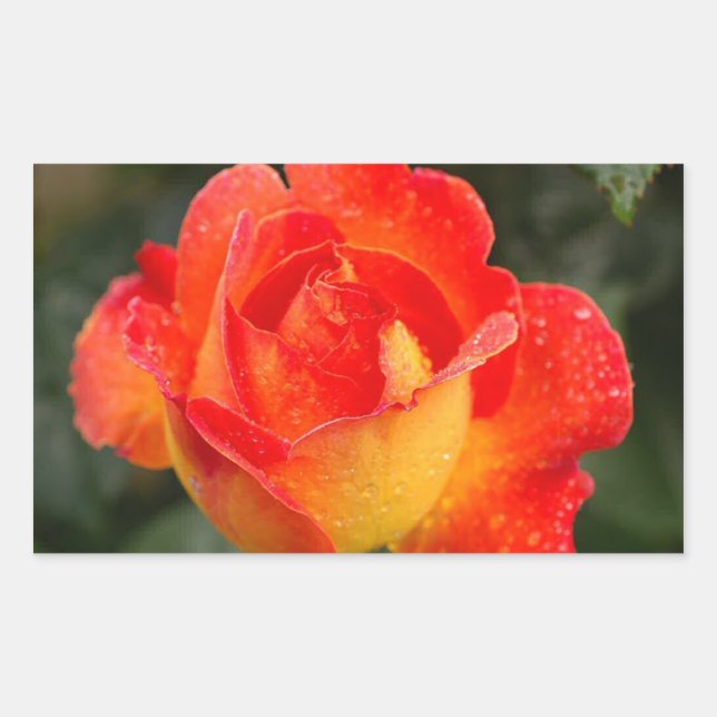 Orange Rose Floral Rectangular Sticker (Front)
