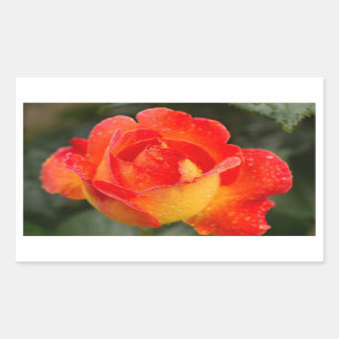 Orange Rose Floral Rectangular Sticker