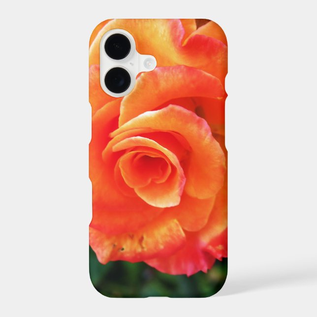 Orange rose flower (Back)