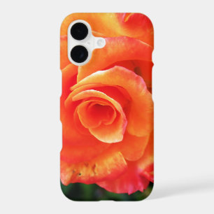 Orange rose flower