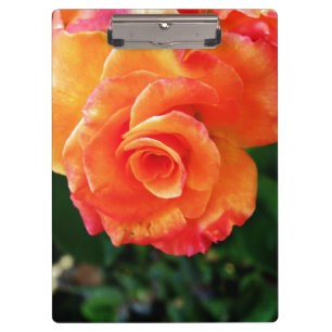Orange rose flower clipboard