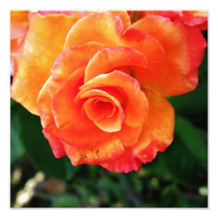 Orange rose flower photo print
