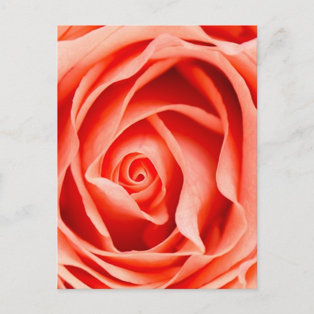 Orange rose flower postcard (Front)