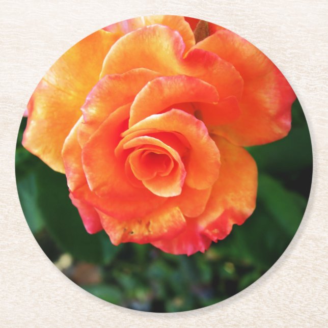 Orange rose flower round paper coaster (Front)