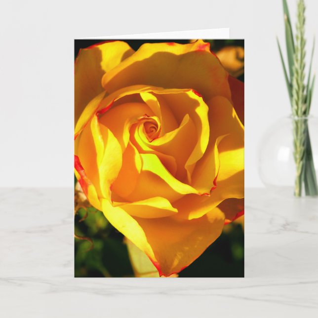 Orange rose holiday card (Front)