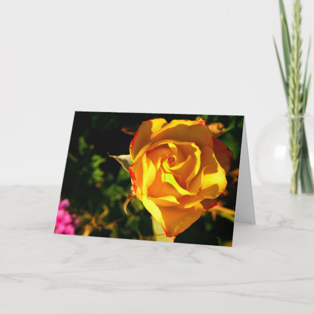 Orange rose holiday card (Front)