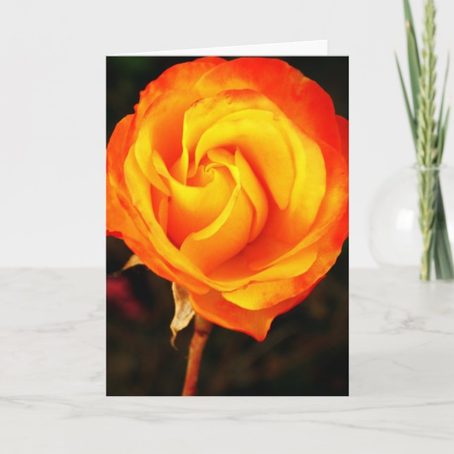 Orange rose holiday card (Front)