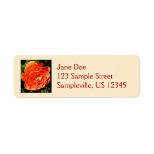 Orange Rose I Pretty Floral