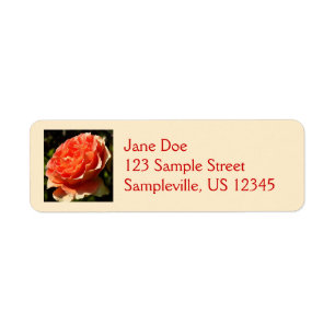 Orange Rose II Beautiful Floral