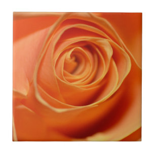 Orange rose in close up tile