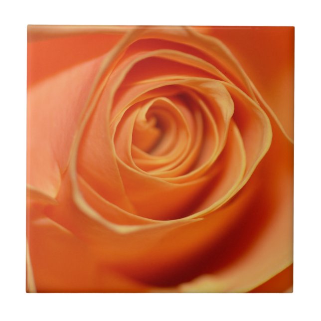 Orange rose in close up tile (Front)