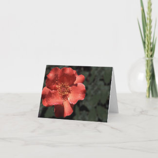 Orange Rose in Full Bloom Thank You Card