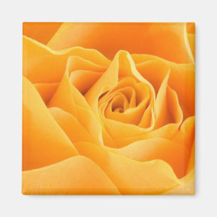 Orange Rose Magnet