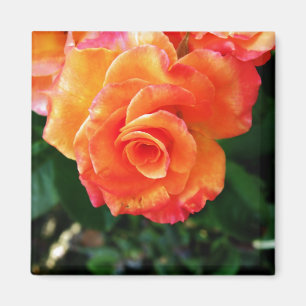 Orange rose magnet