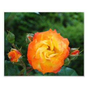 Orange Rose Meditation Photo Wall Decor Print