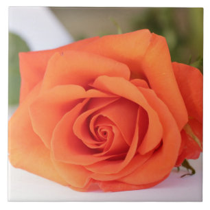 Orange Rose Petals Flower Floral Tile