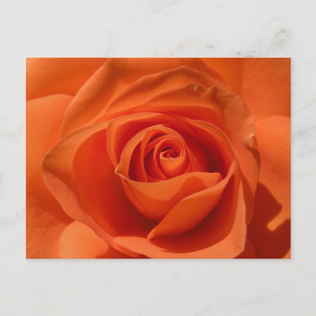 Orange Rose Photo Postcard (Front)