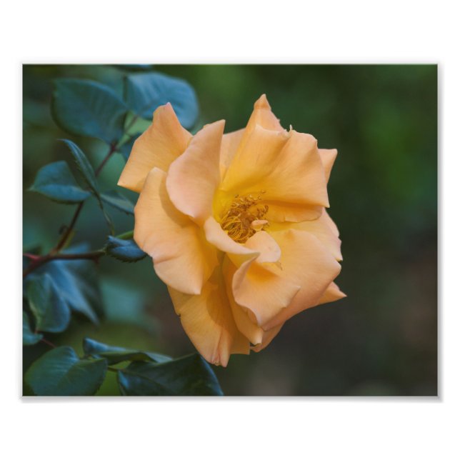 Orange Rose Photo Print (Front)