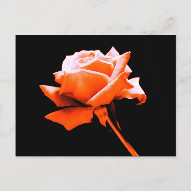 Orange Rose Postcard (Front)