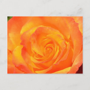 Orange Rose Postcard