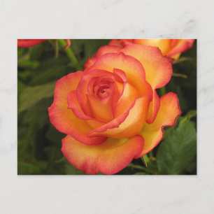 Orange Rose Postcard